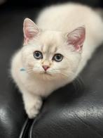 kittens Britse korthaar, Poes, Gechipt, 0 tot 2 jaar