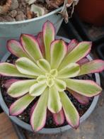 Aeonium mardi gras, Enlèvement ou Envoi