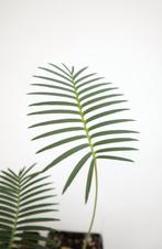 Dioon edule, var. 'Palma Sola' - Cycad - Mexico, Huis en Inrichting, Kamerplanten, Palm, Ophalen of Verzenden, Minder dan 100 cm