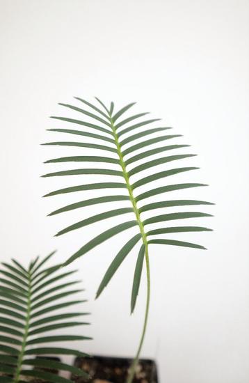 Dioon edule, var. 'Palma Sola' - Cycad - Mexico beschikbaar voor biedingen