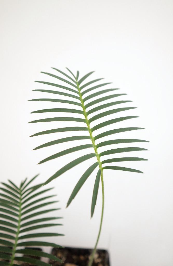 Dioon edule, var. 'Palma Sola' - Cycad - Mexico, Huis en Inrichting, Kamerplanten, Palm, Minder dan 100 cm, Groene kamerplant