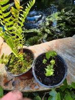 Varens in potjes verliest zijn blad in de winter, Tuin en Terras, Planten | Tuinplanten, Ophalen of Verzenden, Winter, Varens