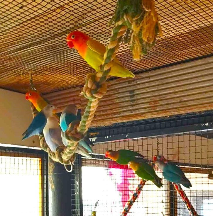 agapornis fischeri dwergpapegaai, Dieren en Toebehoren, Vogels | Parkieten en Papegaaien, Dwergpapegaai of Agapornis
