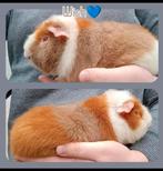 Cavia’s lilac goud wit / lilac saffraan wit, Dieren en Toebehoren, Knaagdieren, Cavia, Juli, Meerdere dieren, Tam