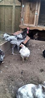 Mooie grote Haan ! 5 maanden oud, Dieren en Toebehoren, Pluimvee