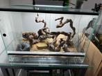 Terrarium plus son gecko léopard yellow, Animaux & Accessoires, Domestique, Lézard, 0 à 2 ans
