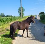 Minipaard -merrie -amha/NMPRS, Dieren en Toebehoren, Merrie, M, A pony (tot 1.17m), Gechipt