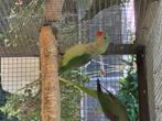 Vogels, Dieren en Toebehoren, Meerdere dieren, Parkiet, Geringd