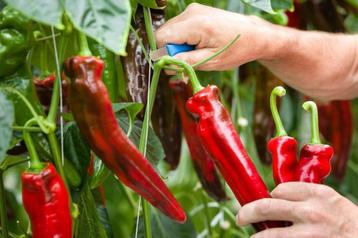 puntpaprika (rood) beschikbaar voor biedingen