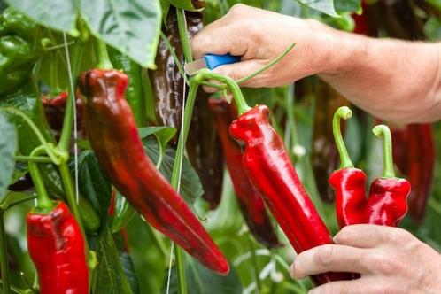 puntpaprika (rood), Tuin en Terras, Planten | Tuinplanten, Eenjarig, Groenteplanten, Ophalen