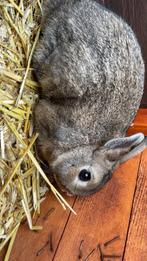 Baby konijn, Dieren en Toebehoren, Geslacht onbekend, Dwerg, 0 tot 2 jaar