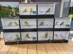 Pallid grasparkieten, Dieren en Toebehoren, Meerdere dieren, Parkiet, Geringd