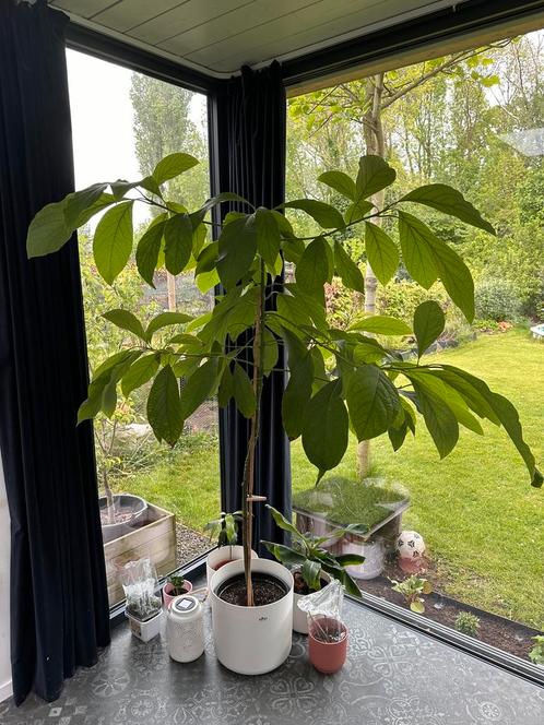 Avocadoplant 3 jaar, Huis en Inrichting, Kamerplanten, Fruitplant, 150 tot 200 cm, Volle zon, In pot, Ophalen