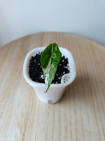 Alocasia Simpo Albo Variegata  beschikbaar voor biedingen