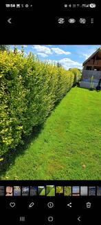 Mooie volle ligustrum haag, Ophalen, Haag