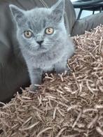 Brits korthaar kittens, Dieren en Toebehoren, Meerdere dieren, Gechipt, 0 tot 2 jaar