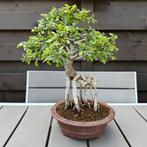 Bonsai Ulmus Parvifolia met luchtwortels, Tuin en Terras, Planten | Bomen, Overige soorten, Lente, Minder dan 100 cm, Ophalen