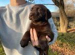 Labrador pups te koop (chocoladebruin), Dieren en Toebehoren, België, CDV (hondenziekte), 8 tot 15 weken, Labrador retriever