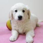 Lieve Golden Retriever puppy's - te koop (Belgisch), Dieren en Toebehoren, Golden retriever, België, Handelaar, CDV (hondenziekte)