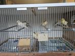 Kanaries, Dieren en Toebehoren, Vogels | Kanaries, Geslacht onbekend