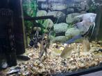 Aquarium 100L, Dieren en Toebehoren