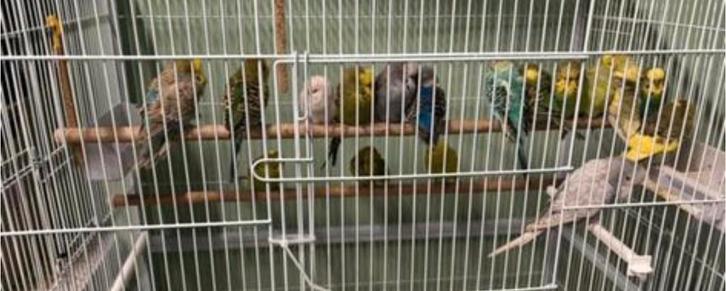 Perruches, poupées et hommes tous ensemble, Animaux & Accessoires, Oiseaux | Perruches & Perroquets, Perruche, Plusieurs animaux