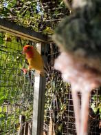 Kweekgroep dwergpapegaaien, Dieren en Toebehoren, Vogels | Parkieten en Papegaaien