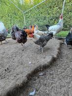 Sussex haan to koop, Dieren en Toebehoren, Mannelijk, Kip