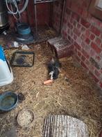 Cavias te koop, Mannelijk