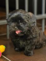 Morkie pup, Dieren en Toebehoren, Parvo, België, Maltezer, Reu