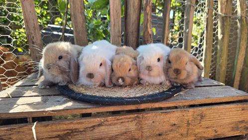 Nederlandse hangoordwerg voedstertjes, Dieren en Toebehoren, Knaagdieren, September