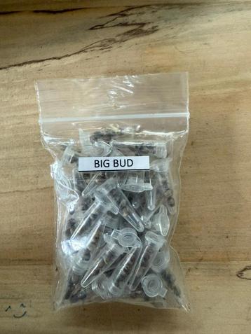 Graines féminisées Big Bud beschikbaar voor biedingen
