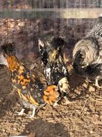 kuikens, Dieren en Toebehoren, Pluimvee, Meerdere dieren, Kip