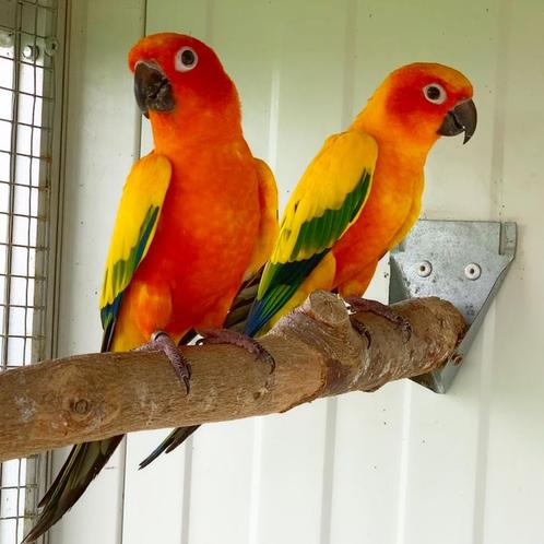 Couple non apparenté à une perruche solaire 1-1 2024, Animaux & Accessoires, Oiseaux | Perruches & Perroquets, Bagué