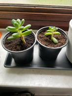 Vetplant stekjes, Huis en Inrichting, Kamerplanten, Minder dan 100 cm, In pot, Volle zon, Ophalen