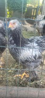 Brahma