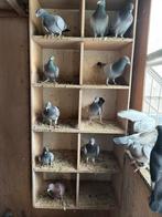 Duiven, Dieren en Toebehoren, Postduif