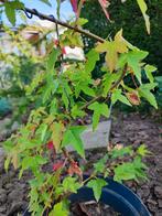 startplant bonsai acer, Tuin en Terras, Ophalen