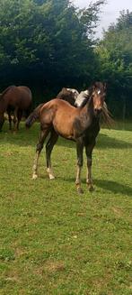 veulen, Dieren en Toebehoren, Minder dan 160 cm, Niet van toepassing, Hengst, Recreatiepaard