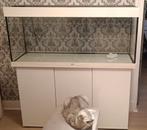 Aquarium juwel Rio 240 Led blanc +meuble, Dieren en Toebehoren, Ophalen