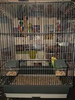 2 perruches avec cage, Animaux & Accessoires, Oiseaux | Perruches & Perroquets, Perruche, Plusieurs animaux
