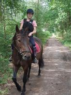 Ruiter aangeboden, Dieren en Toebehoren, Paarden, Meerdere dieren, Niet van toepassing