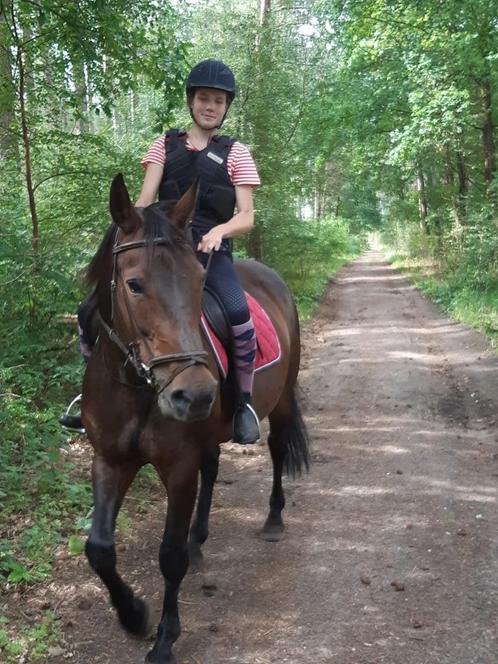 Ruiter aangeboden, Dieren en Toebehoren, Paarden, Meerdere dieren, Niet van toepassing