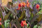 Canna oranje bloem, Ophalen, Overige soorten, Volle zon, 100 tot 250 cm