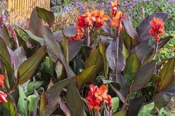 Canna oranje bloem beschikbaar voor biedingen
