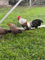 Trio Hollandse krielen (jonge dieren van 2025), Dieren en Toebehoren, Pluimvee