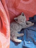 Britse korthaar kittens, Animaux & Accessoires, Chats & Chatons | Chats de race | Poil ras, Vacciné, 0 à 2 ans