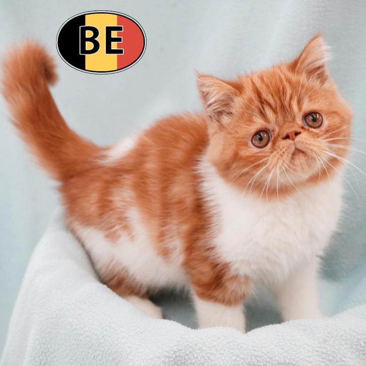 Adorable mâle Exotic Shorthair, chaton à vendre, Animaux & Accessoires, Chats & Chatons | Chats de race | Poil ras, Chat, 0 à 2 ans