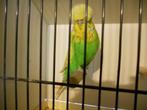 Engelse Grasparkieten  Te Koop, Plusieurs animaux, Perruche