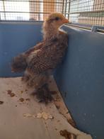 2 raszuivere braghmakriel kuikens, 1 haan en 1 hen., Dieren en Toebehoren, Pluimvee